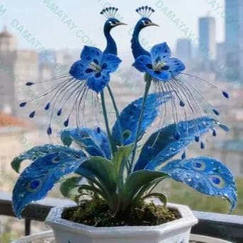 🌸Graines de fleurs de paon rares - Faciles à cultiver, couleurs magnifiques ! 🌿