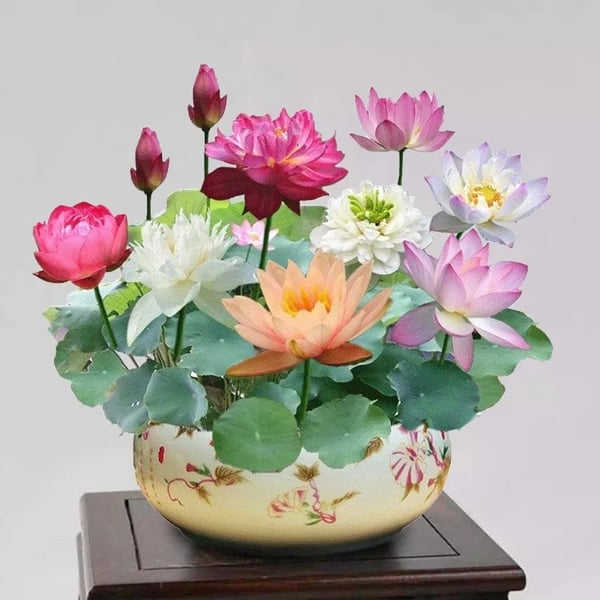 🔥 [Germination en 7 jours] Vente chaude - 49 % de réduction 💐 La fleur de lotus bonsaï sacrée