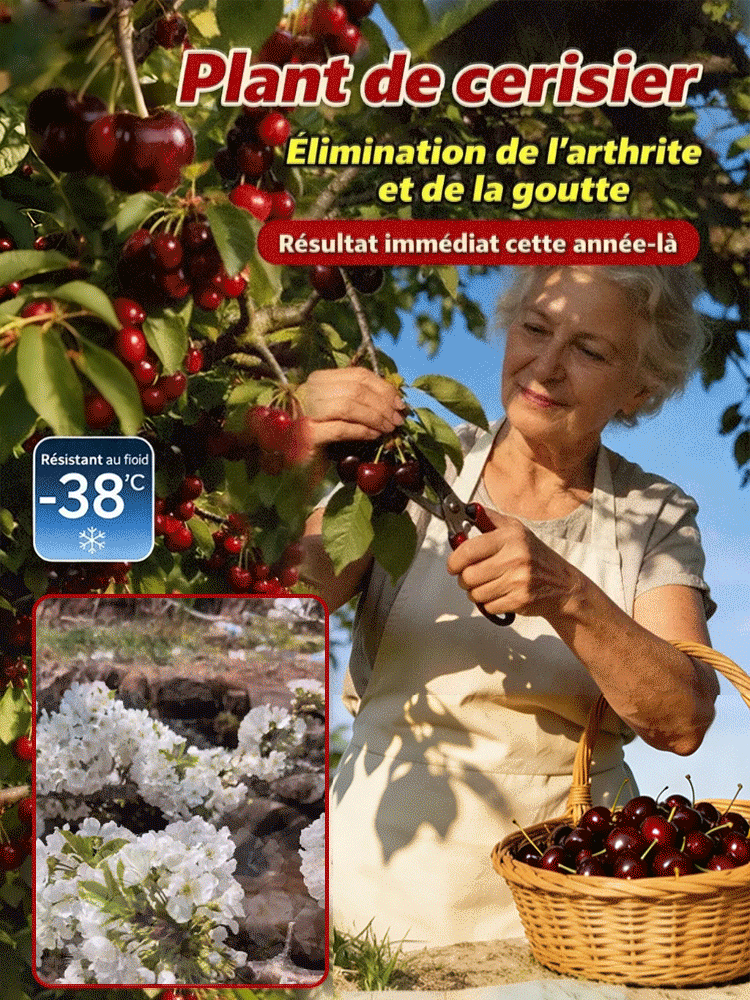 Plant de cerisier à fructification rapide