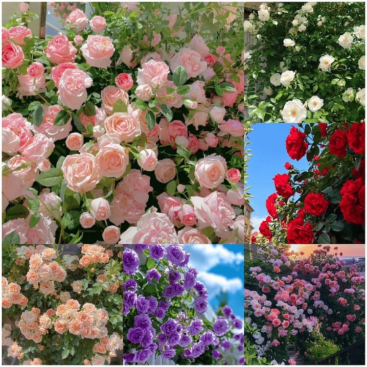 🌸DERNIER JOUR Promotion 55% de réduction🌸 Rosier grimpant à floraison abondante🌹 (Germination garantie : Remplacements gratuits ✅)