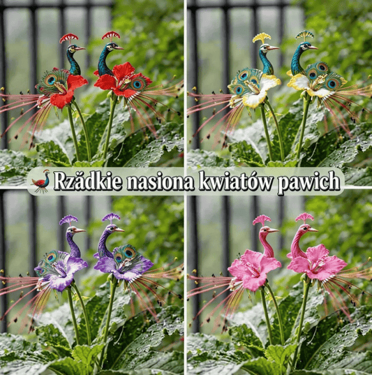 🌸Graines de fleurs de paon rares - Faciles à cultiver, couleurs magnifiques ! 🌿