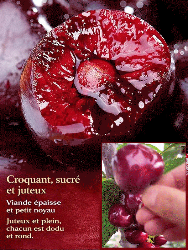 Plant de cerisier à fructification rapide