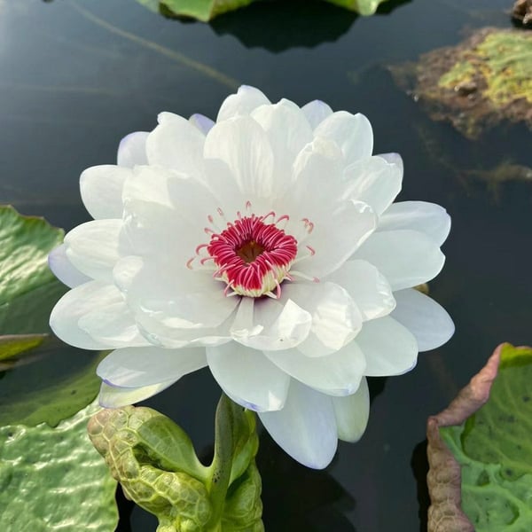 🔥 [Germination en 7 jours] Vente chaude - 49 % de réduction 💐 La fleur de lotus bonsaï sacrée