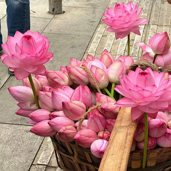 🔥 [Germination en 7 jours] Vente chaude - 49 % de réduction 💐 La fleur de lotus bonsaï sacrée