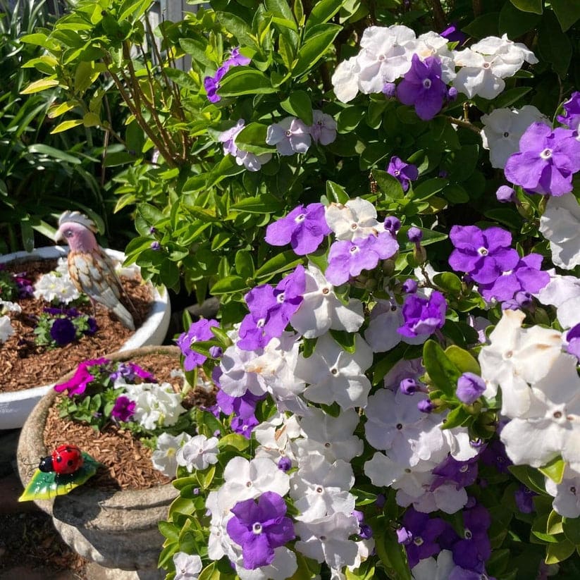 🌿🌱Graines de jasmin non OGM : Semis à quatre saisons, fleurs aux senteurs douces et fraîches🌸