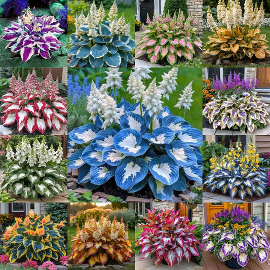 Graines d'Hosta (Funkia) : Le Choix Élégant pour Votre Jardin 🌿