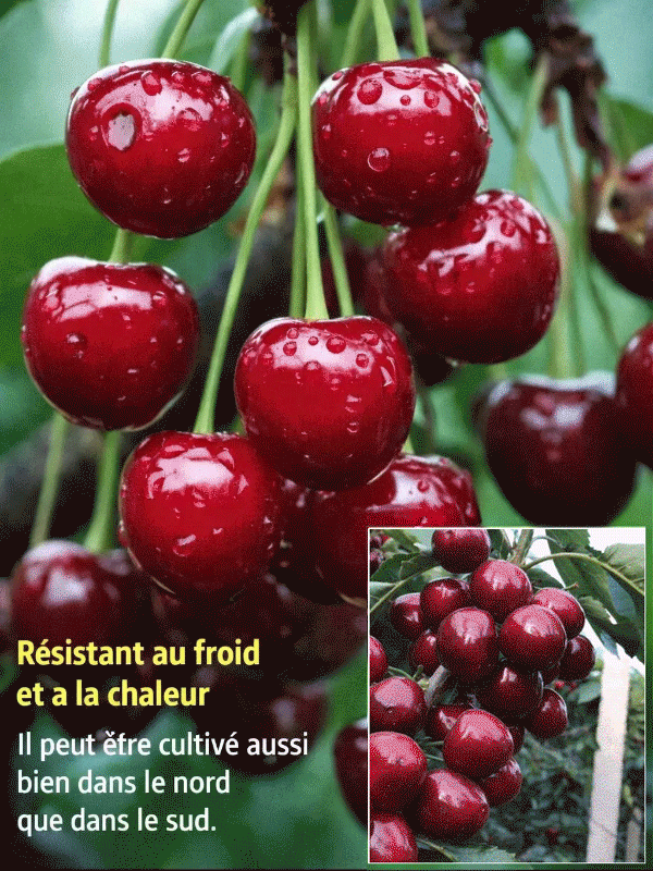 Plant de cerisier à fructification rapide