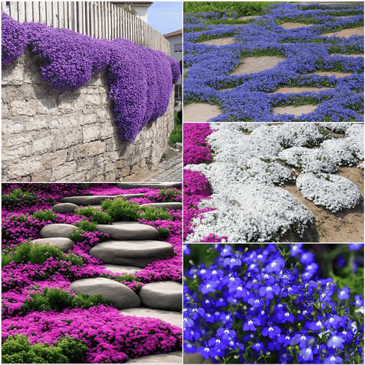 ✨Graines de thym rampant pour quatre saisons🏡| Concevez votre pelouse parfaite ici🌼