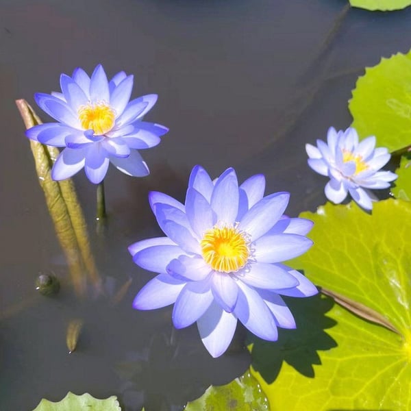 🔥 [Germination en 7 jours] Vente chaude - 49 % de réduction 💐 La fleur de lotus bonsaï sacrée
