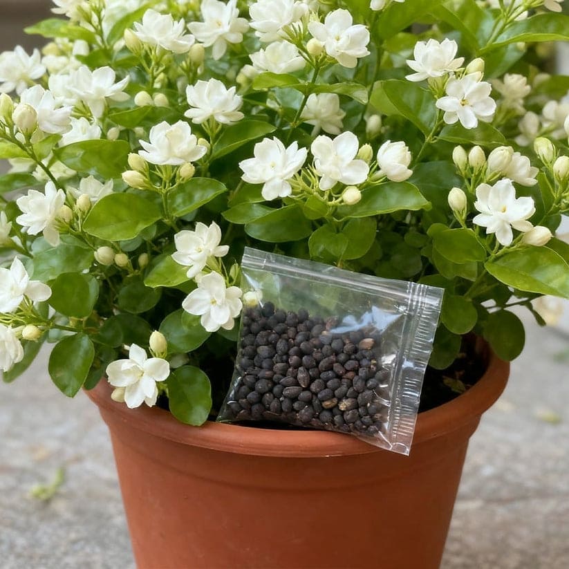 🌿🌱Graines de jasmin non OGM : Semis à quatre saisons, fleurs aux senteurs douces et fraîches🌸