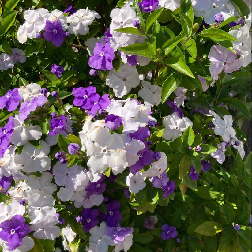 🌿🌱Graines de jasmin non OGM : Semis à quatre saisons, fleurs aux senteurs douces et fraîches🌸