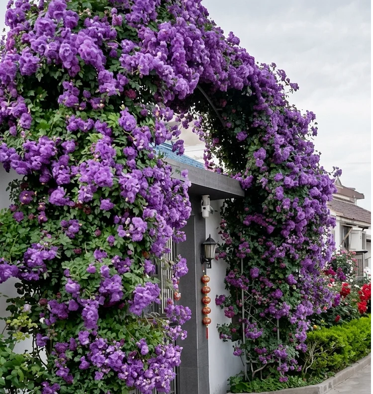 🌸DERNIER JOUR Promotion 55% de réduction🌸 Rosier grimpant à floraison abondante🌹 (Germination garantie : Remplacements gratuits ✅)