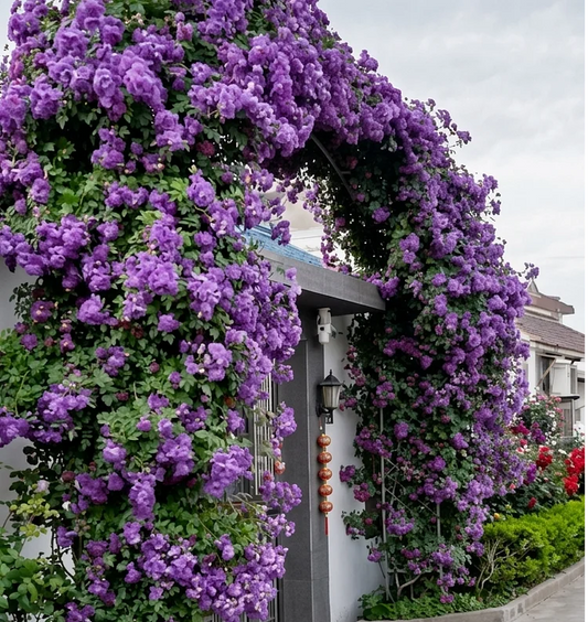 🌸DERNIER JOUR Promotion 55% de réduction🌸 Rosier grimpant à floraison abondante🌹 (Germination garantie : Remplacements gratuits ✅)