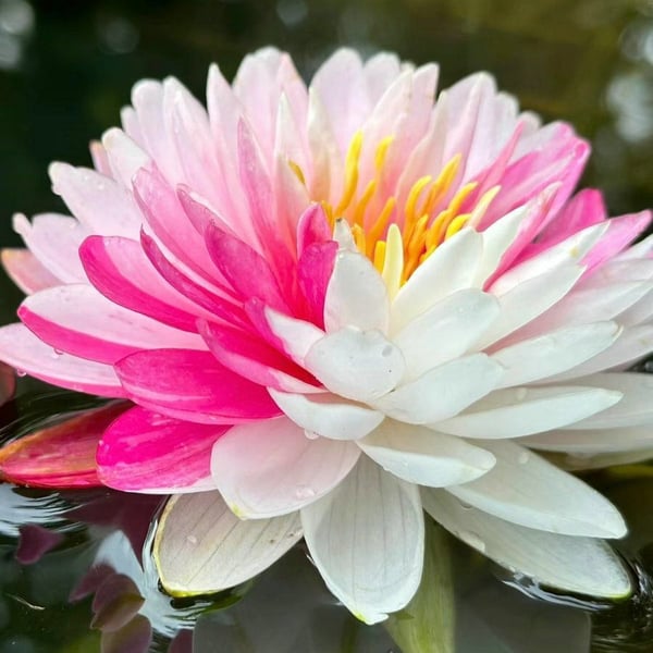 🔥 [Germination en 7 jours] Vente chaude - 49 % de réduction 💐 La fleur de lotus bonsaï sacrée
