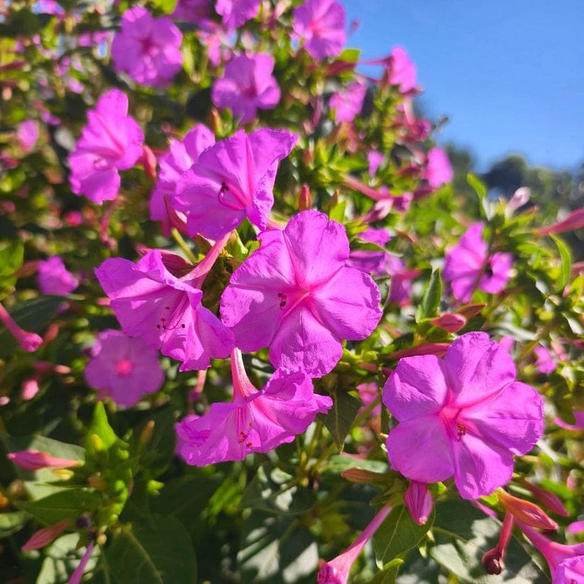 🌿🌱Graines de jasmin non OGM : Semis à quatre saisons, fleurs aux senteurs douces et fraîches🌸