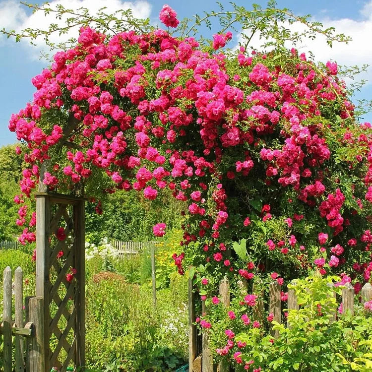 🌸DERNIER JOUR Promotion 55% de réduction🌸 Rosier grimpant à floraison abondante🌹 (Germination garantie : Remplacements gratuits ✅)