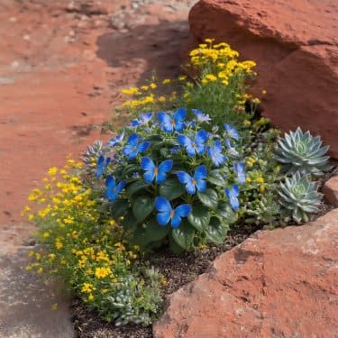 🦋🌸 Graines de fleurs Moonlight Butterfly – à planter en toutes saisons, fleurs vivaces et une élégance de jardin époustouflante 🍂