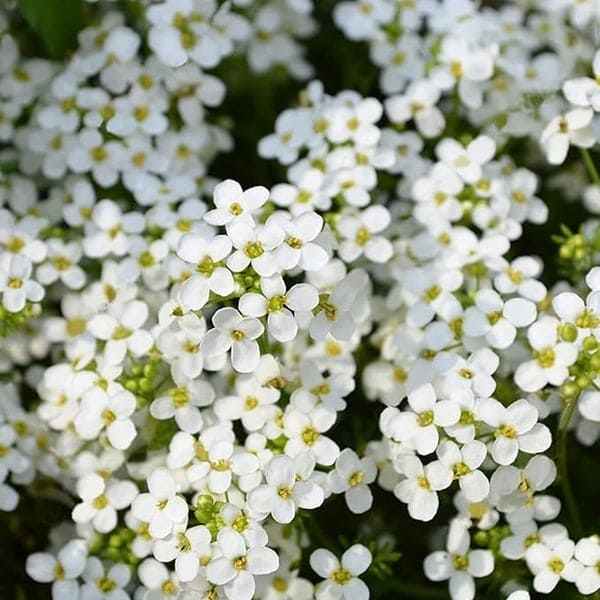 ✨Graines de thym rampant pour quatre saisons🏡| Concevez votre pelouse parfaite ici🌼