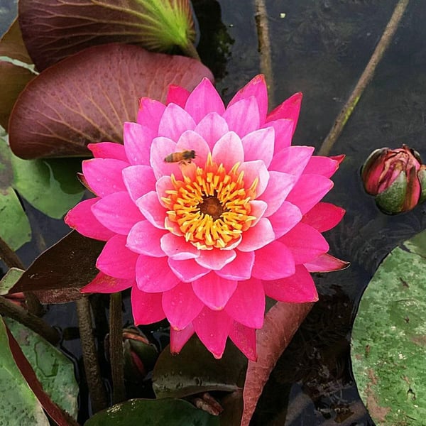 🔥 [Germination en 7 jours] Vente chaude - 49 % de réduction 💐 La fleur de lotus bonsaï sacrée