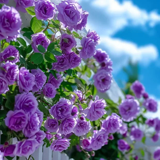 🌸DERNIER JOUR Promotion 55% de réduction🌸 Rosier grimpant à floraison abondante🌹 (Germination garantie : Remplacements gratuits ✅)