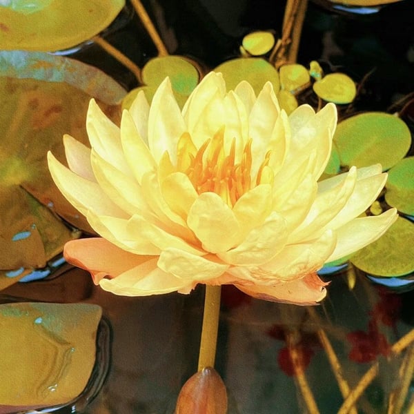 🔥 [Germination en 7 jours] Vente chaude - 49 % de réduction 💐 La fleur de lotus bonsaï sacrée
