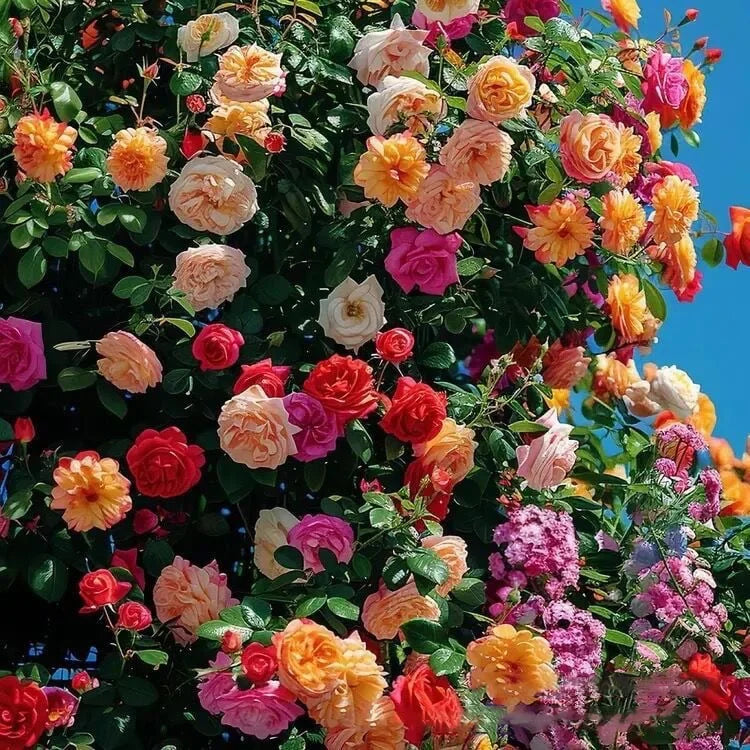🌸DERNIER JOUR Promotion 55% de réduction🌸 Rosier grimpant à floraison abondante🌹 (Germination garantie : Remplacements gratuits ✅)