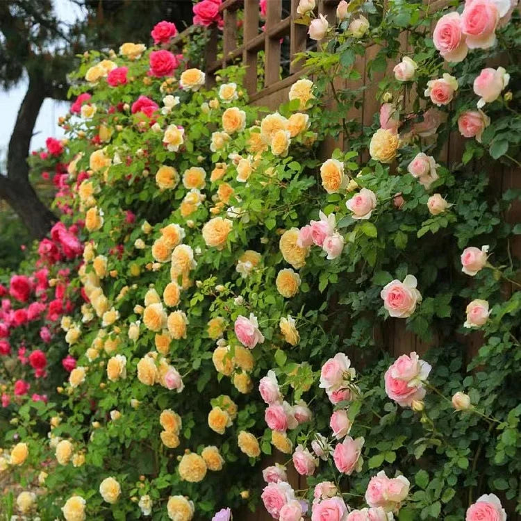 🌸DERNIER JOUR Promotion 55% de réduction🌸 Rosier grimpant à floraison abondante🌹 (Germination garantie : Remplacements gratuits ✅)