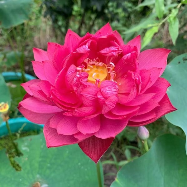 🔥 [Germination en 7 jours] Vente chaude - 49 % de réduction 💐 La fleur de lotus bonsaï sacrée